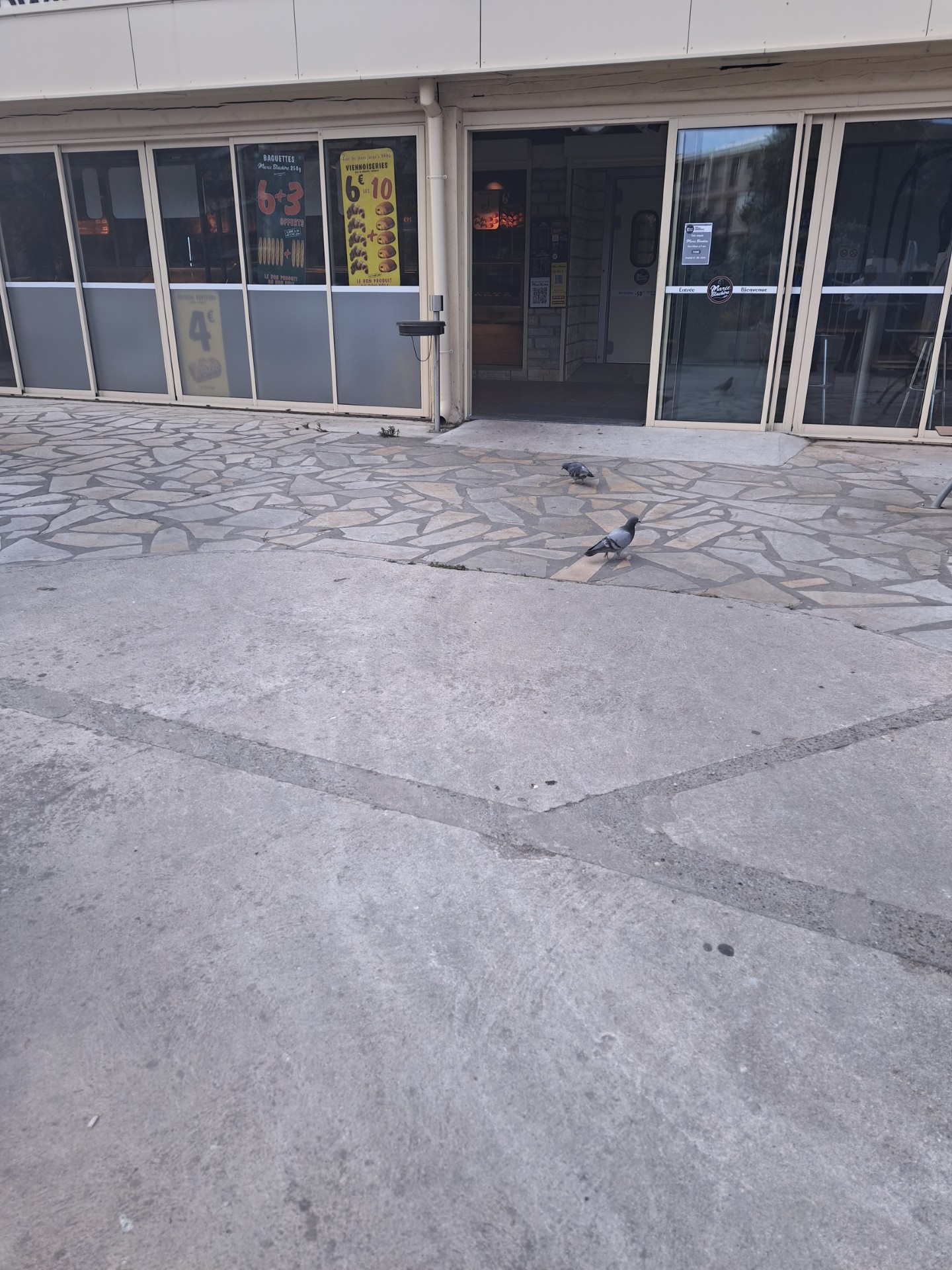 Depigeonnage par tir autour d'une boulangerie